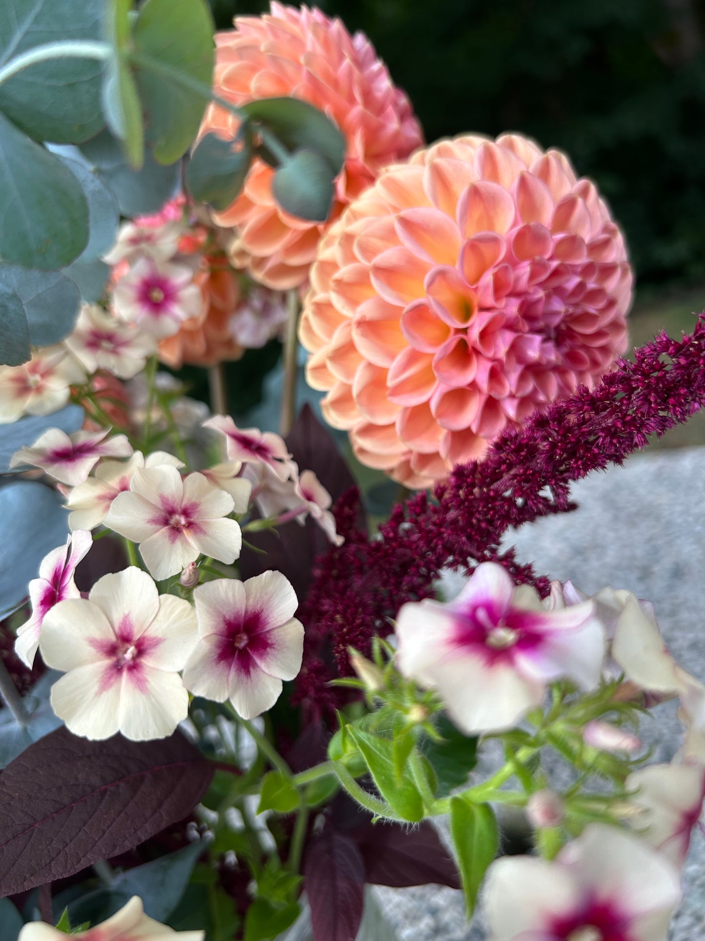 Cherry Caramel Phlox Seeds