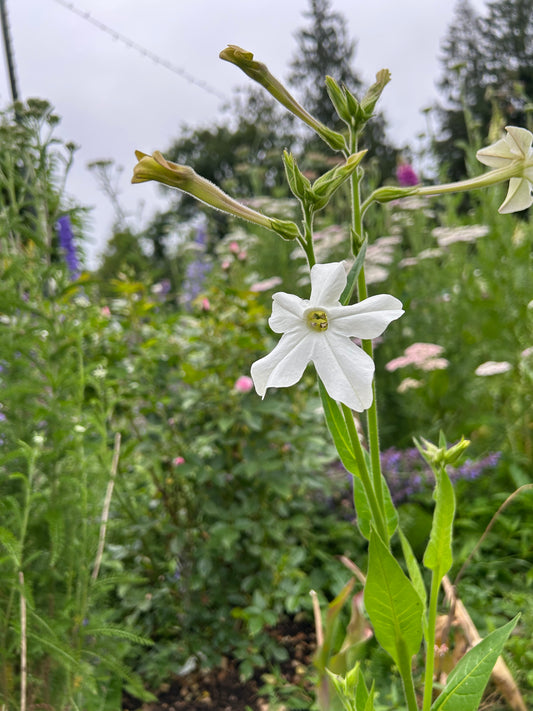 Nicotiana Grandiflora