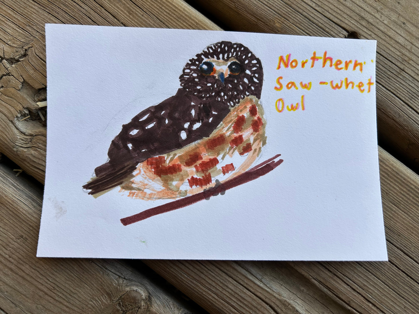 Northern Saw Whet Owl