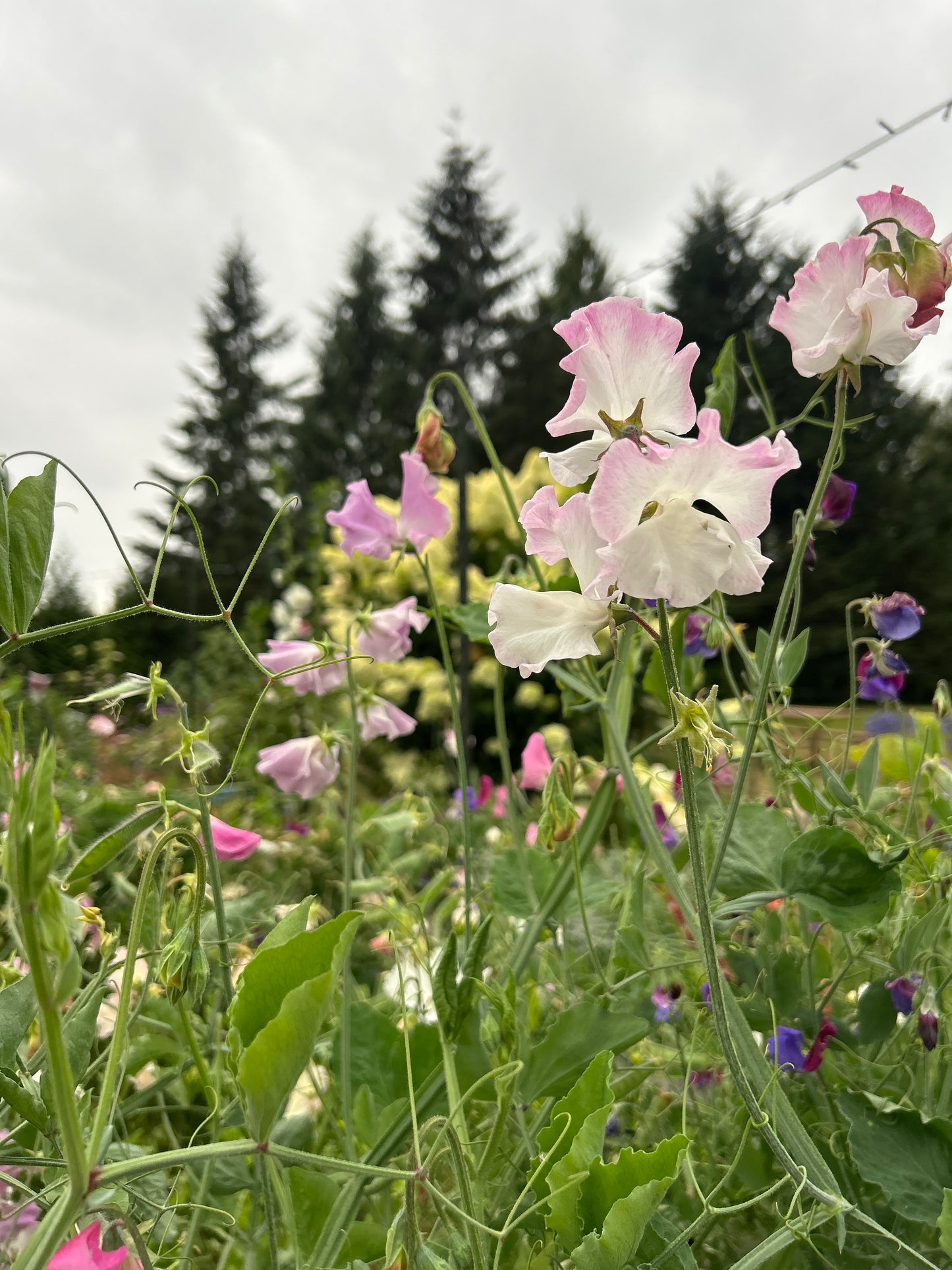 Sweet Pea Mix Seeds