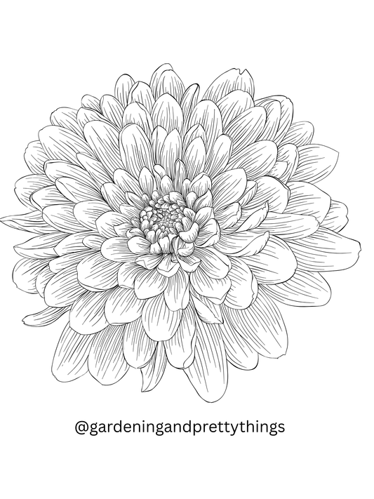 Floralie Antique cutting