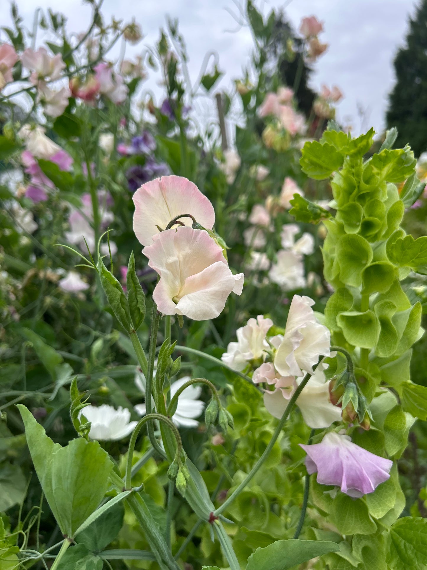 Sweet Pea Mix Seeds