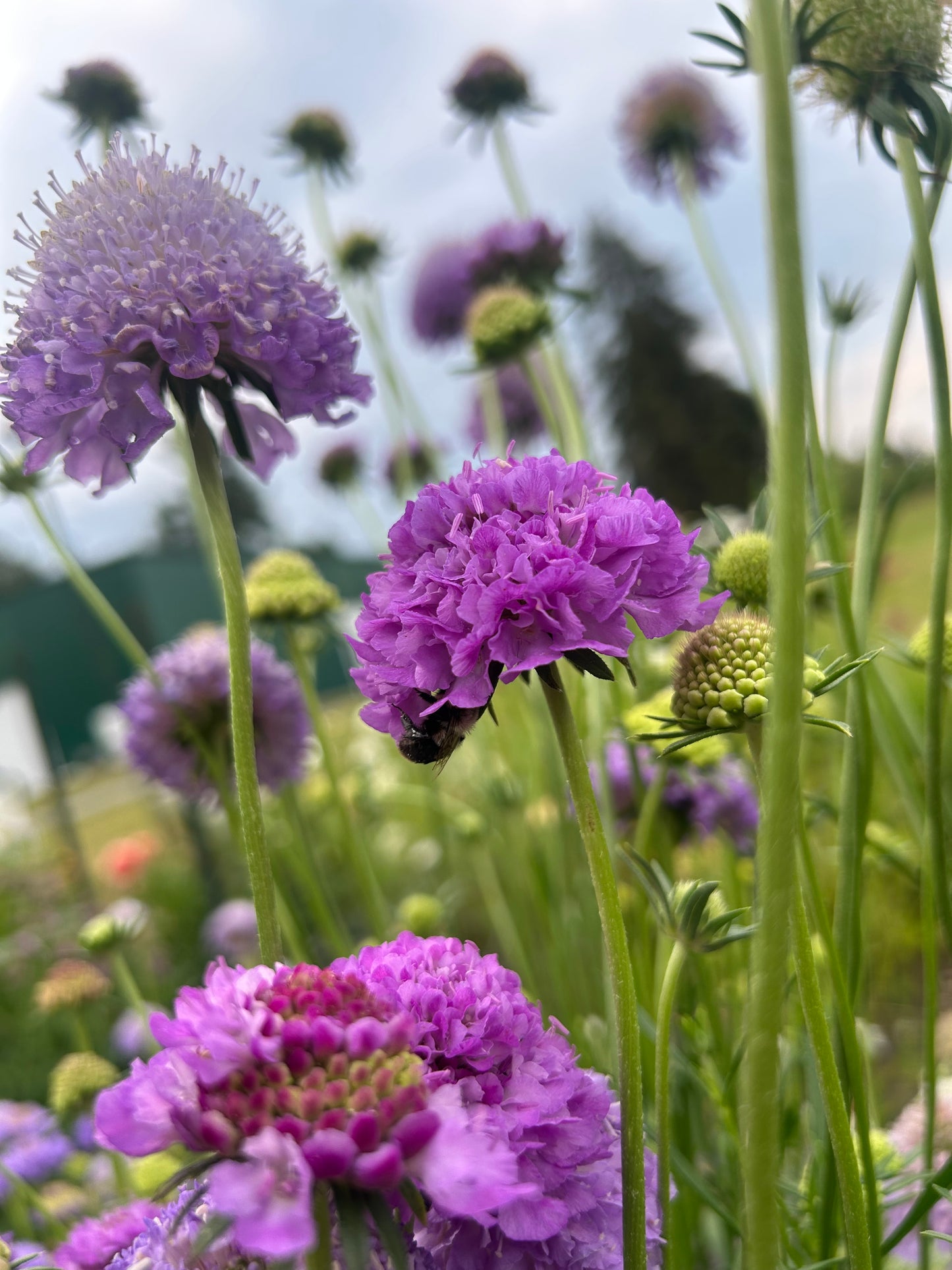 Imperial Mix Scabiosa Seeds