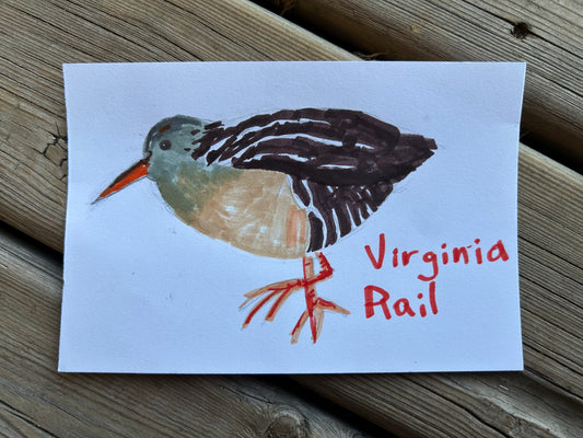 Virginia Rail