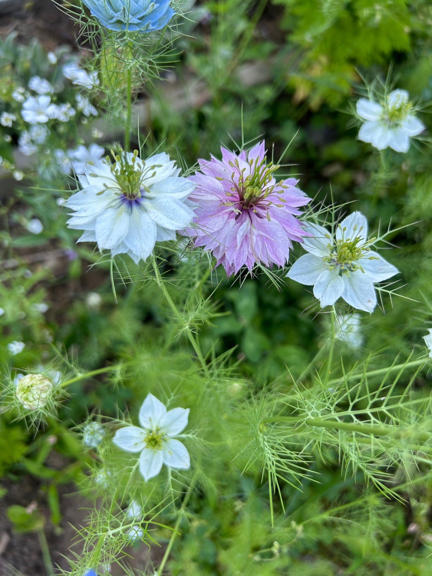 Nigella Mix Seeds