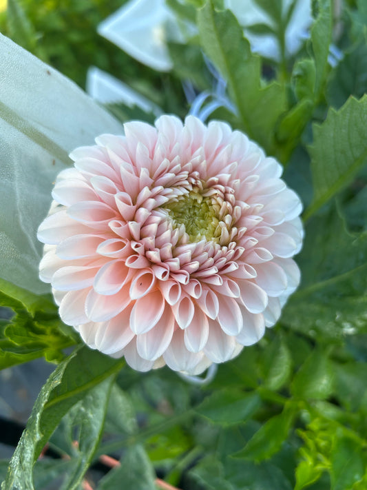 Lee’s Kewpie Cutting