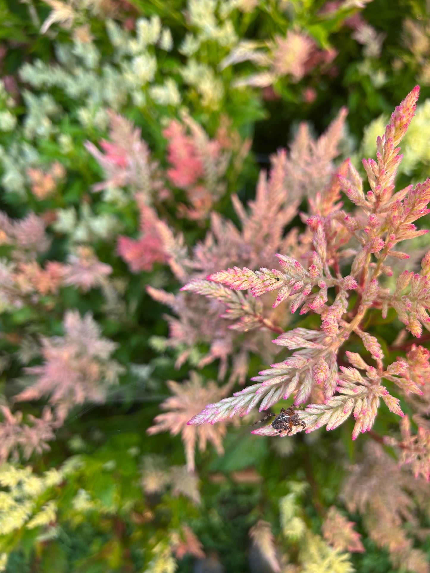 Celosia Mix Seeds