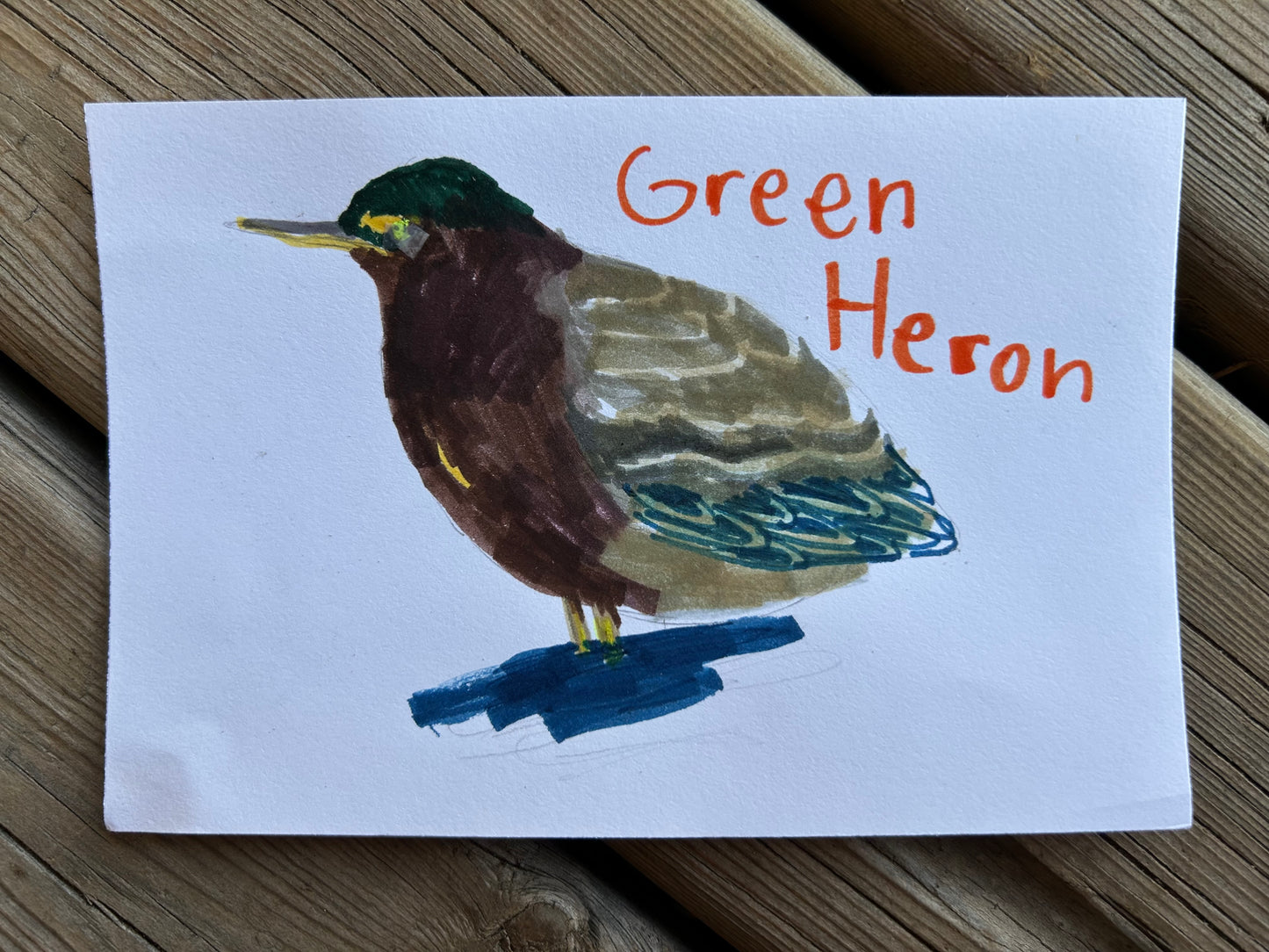 Green Heron