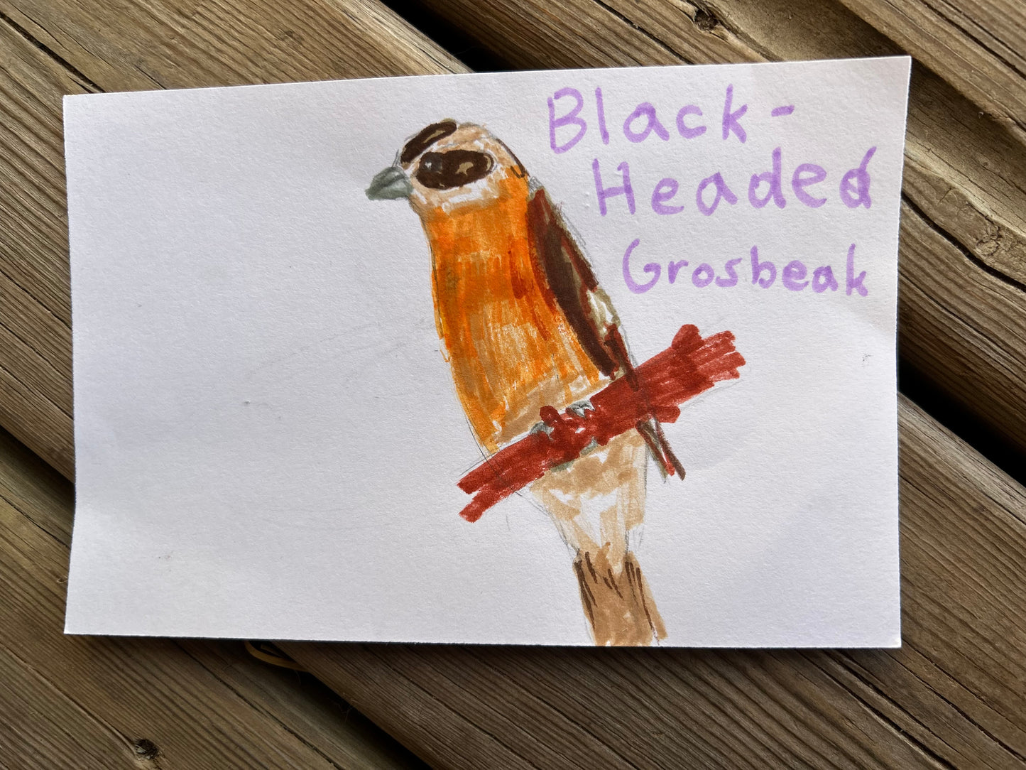 Black Headed Grosbeak