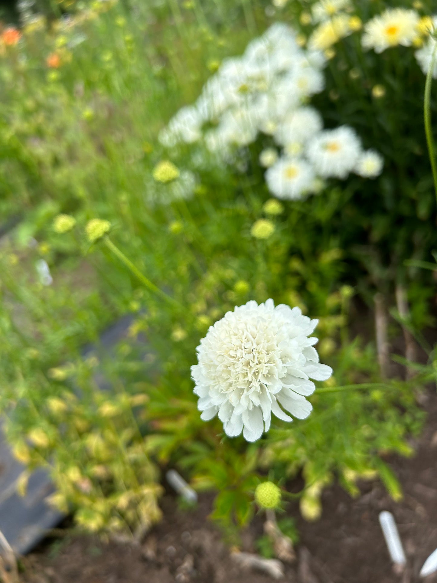 White Scabiosa Seeds